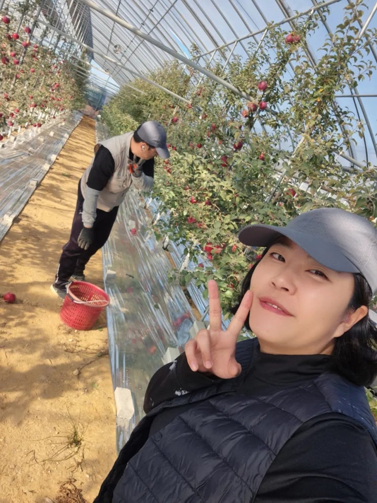  엔부사과 2차 수확 ing~ 젤 많이 따고 있어요️