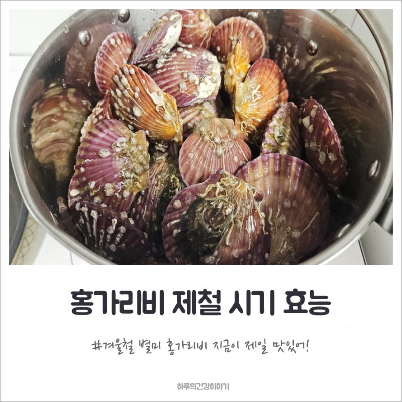 홍가리비 제철 시기 효능 및 부작용 영양성분 하루섭취량 찌는 시간