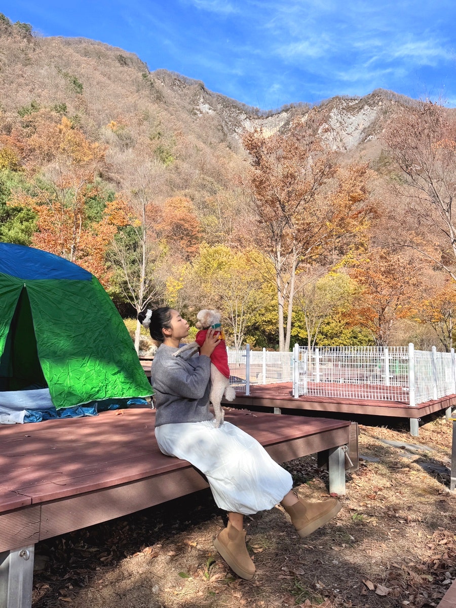 정선펫캠핑장 사진 2