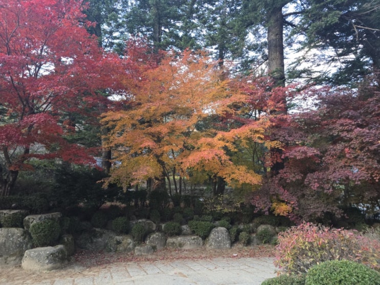  11/01 오대산 월정사 단풍 구경!(전나무숲길!)