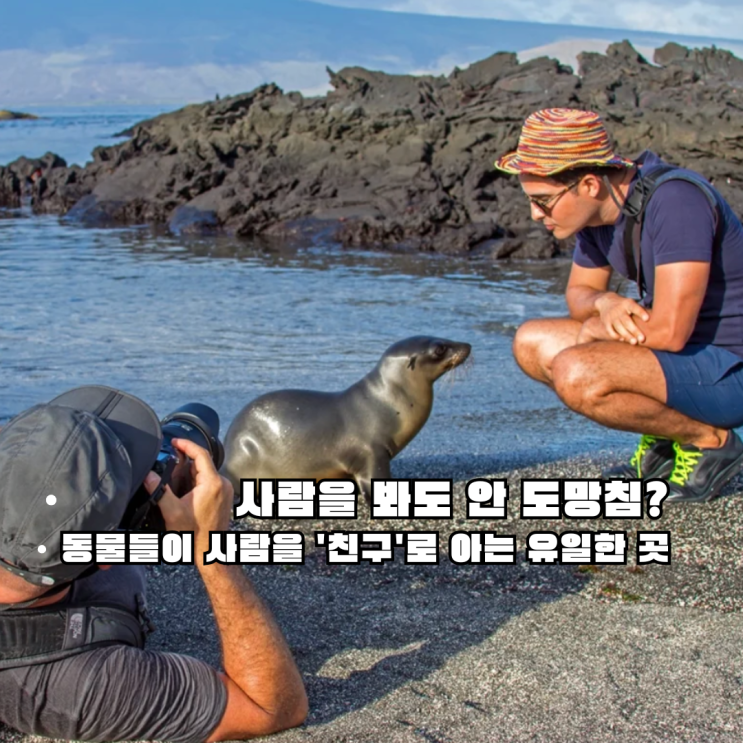  사람을 봐도 도망가지 않는다고?… 갈라파고스 품은 미지의 여행지, 에콰도르 A to Z 총정리