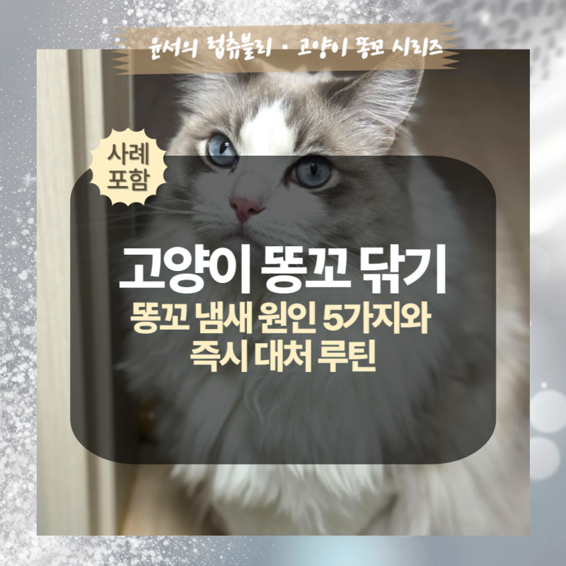 고양이 똥꼬 닦기 가이드｜무른 변·잔변·항문낭 똥꼬 냄새, 한 번에 잡는 집사 루틴