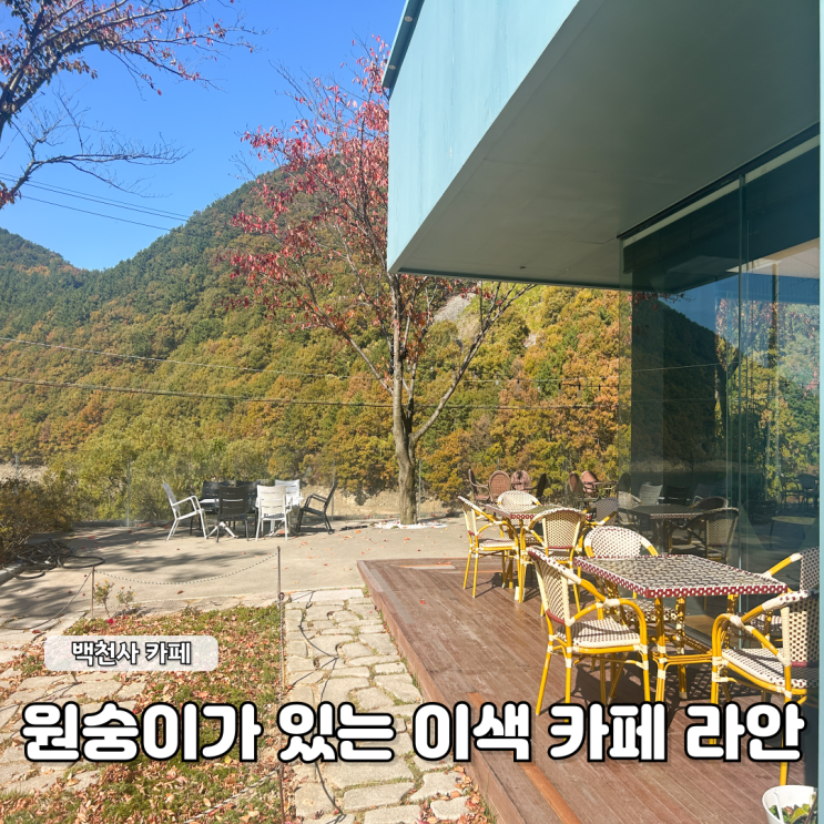  원숭이가 있는 이색 카페 라안 솔직 후기