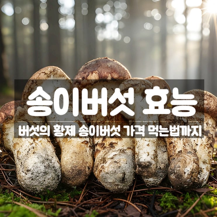  국산 송이버섯 효능 부작용 가격 먹는법 – 면역력에 좋은 가을 보양식