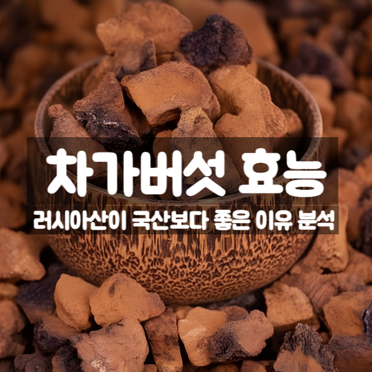  러시아 차가버섯 효능 부작용 먹는법 - 국산보다 우수한 이유까지