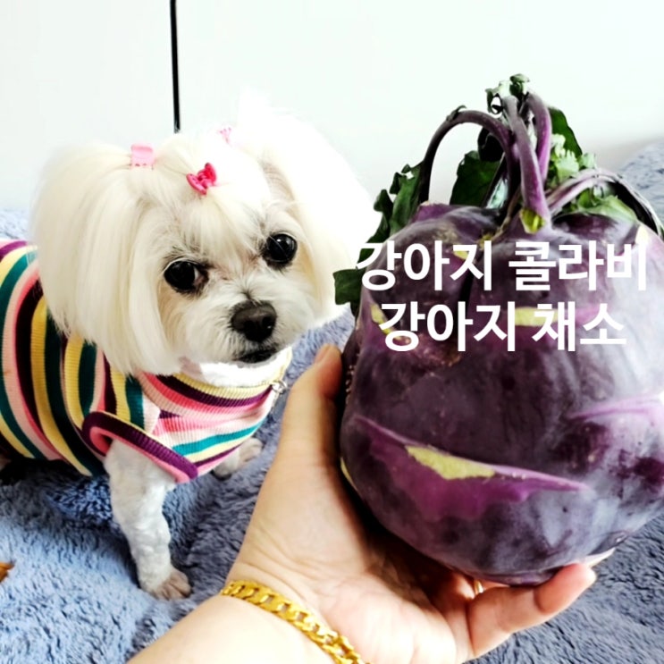 강아지 콜라비 한 조각, 우리 강아지에게 독? 혹은 건강식? 지금 확인해요
