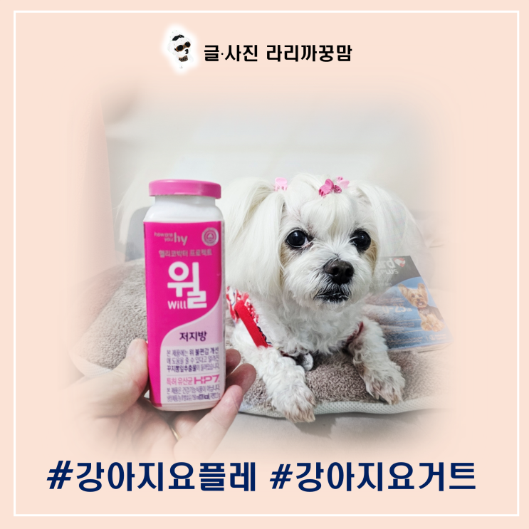  강아지 요플레, 요거트 먹어도 되나요?