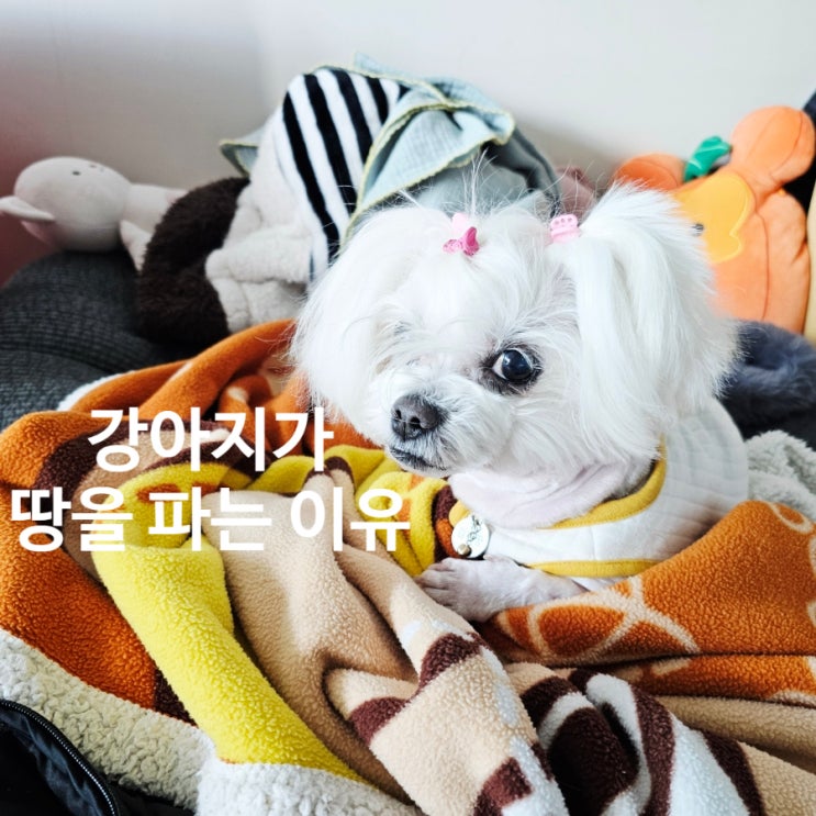  강아지가 땅을 파는 이유부터 해결까지 한 번에 보는 현실 가이드