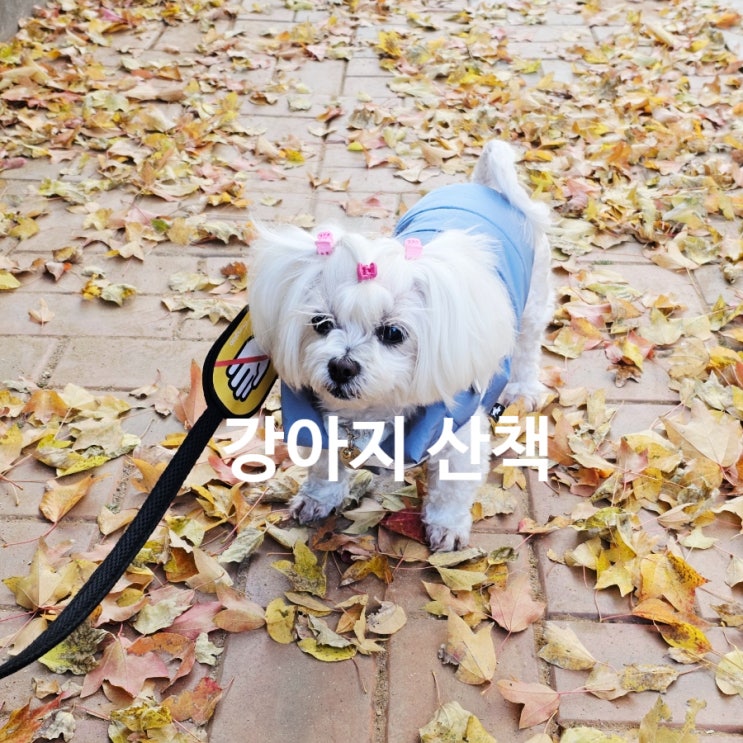  가을 감성 가득한 강아지 산책 완벽 준비 가이드