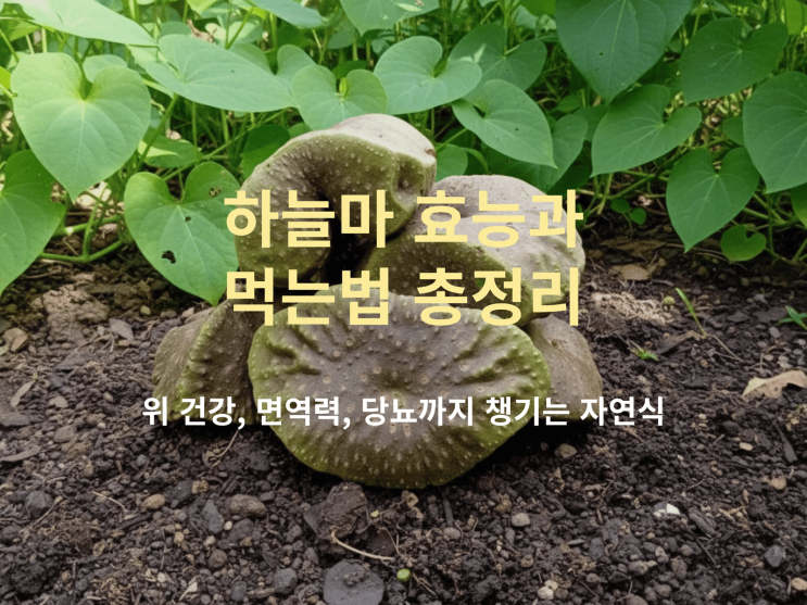  하늘마 효능과 먹는법 총정리: 위 건강, 면역력, 당뇨까지 챙기는 자연식