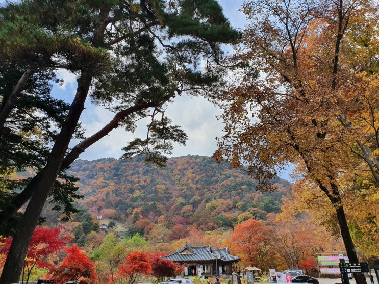  합천 반나절여행 해인사 팔만대장경, 단풍 구경