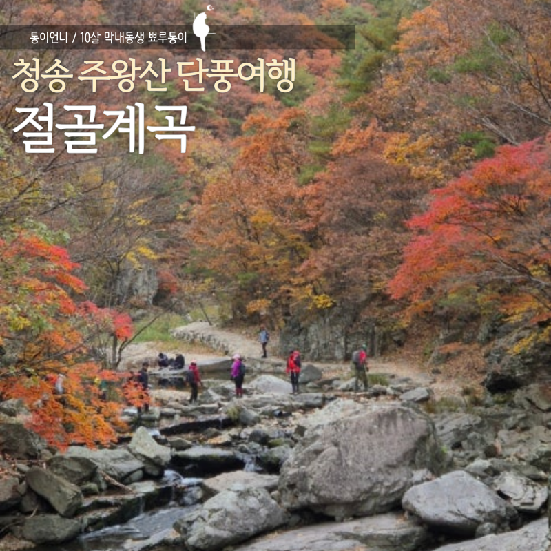 청송 주왕산 국립공원 걷기좋은 절골계곡 단풍현황 예약방법 주차장 정보