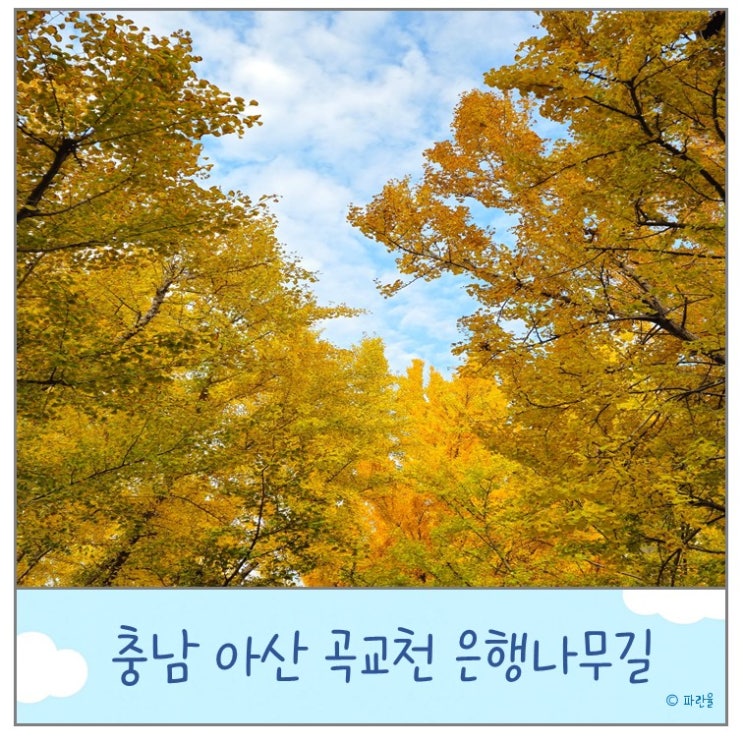  아산 은행나무길 곡교천 단풍 실시간 현황 주차장 충남 가볼 만한 곳