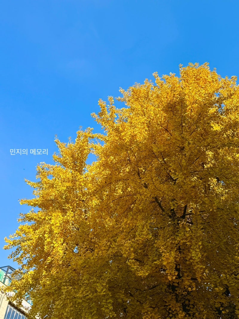 2025.11.10 ~ 2025.11.16 (My birthday, 롯데타운 크리스마스 마켓, 가을 제일 좋아 등)