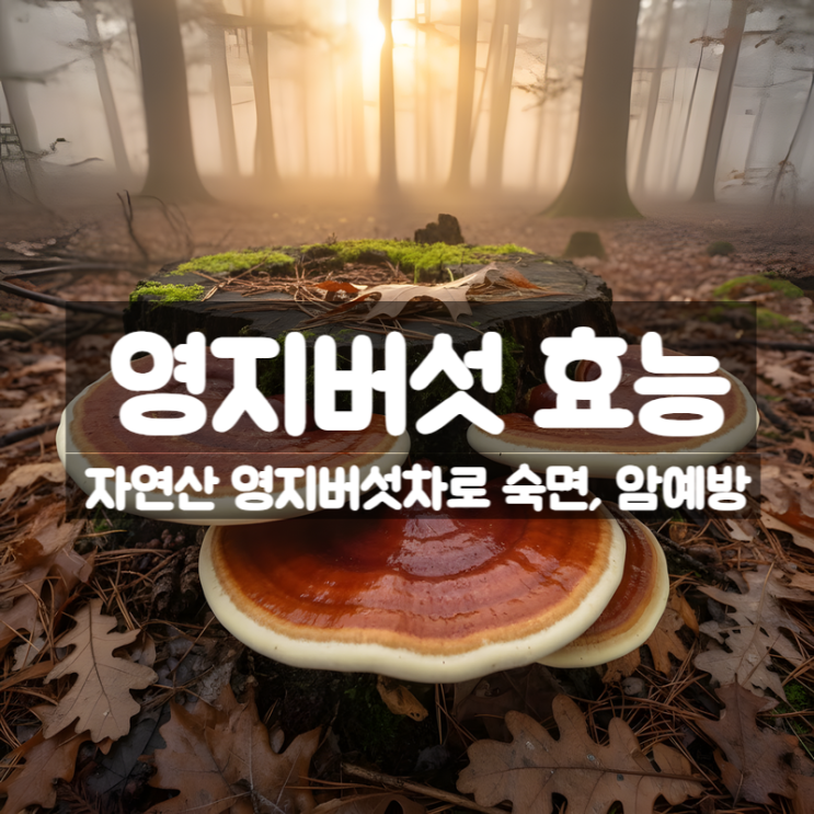  자연산 영지버섯 효능 부작용 먹는방법 – 영지버섯차 어디에 좋은가