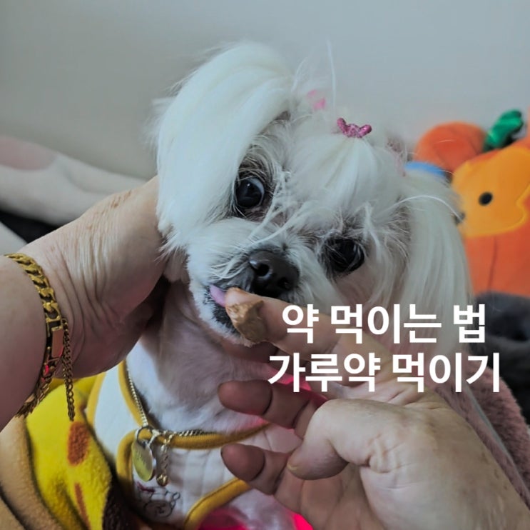  짜먹는 영양제 하나로 강아지 가루약 먹이기 성공률 100% 만드는 법