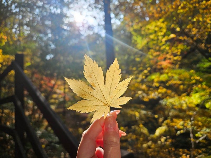 대전 보문산 등산코스｜시루봉까지 왕복 1시간30분