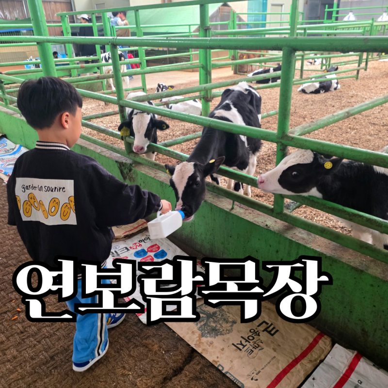 연보람목장 젖소 체험 리얼 후기 | 아이들과 가기 좋은 농장 체험
