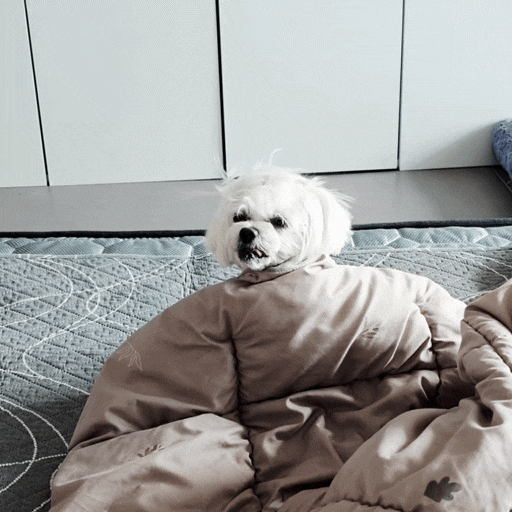  꿍이의 브이로그 #17, 근적외선 찜질로 힐링하고 국화빵 셔틀 임무 완료!