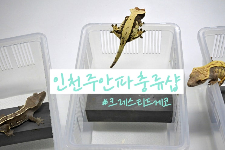 주안역 파충류샵 크레스티드 게코 분양하는 키라라이프