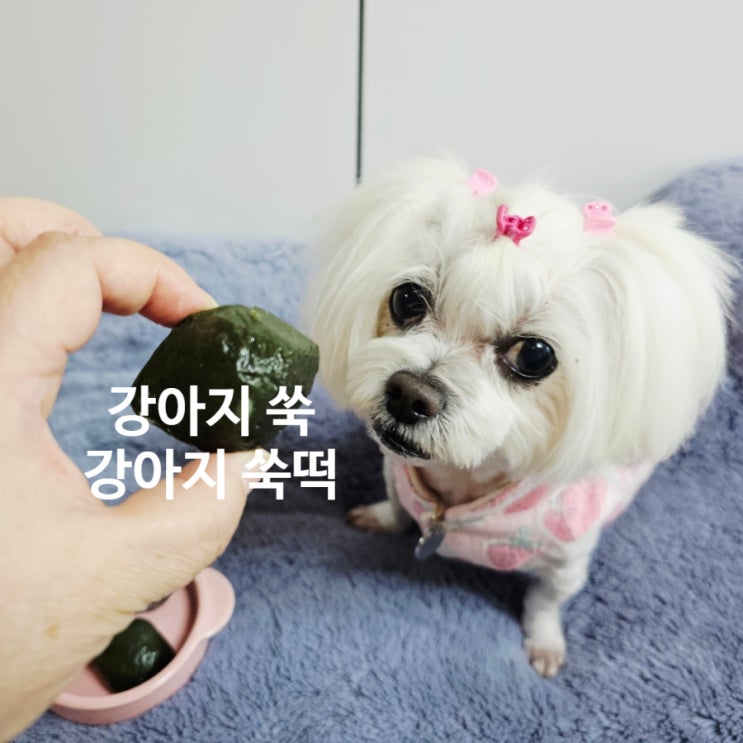  강아지 쑥과 쑥떡, 안전하게 구분해야 하는 현실적 가이드
