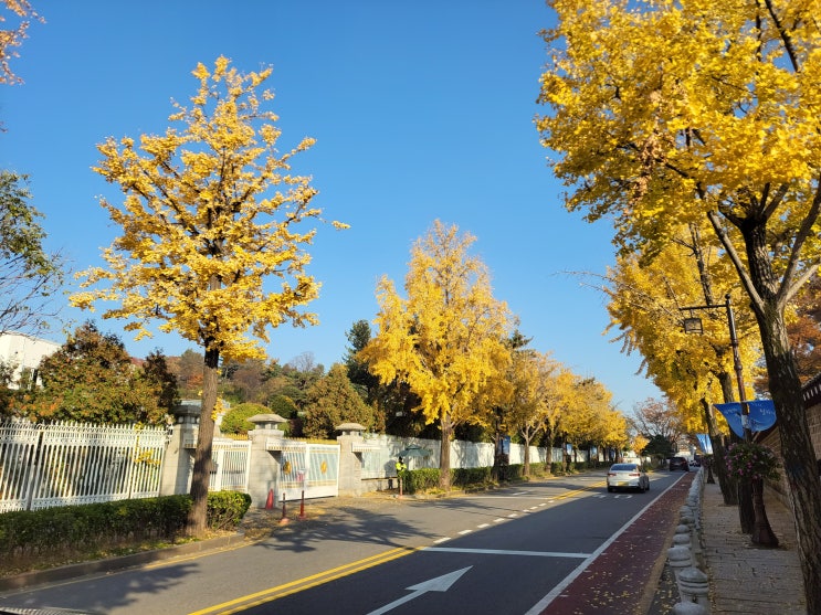  [서울 종로구] 경복궁 담장 한 바퀴 (효자로) - 은행나무와 많은 관광객과 함께