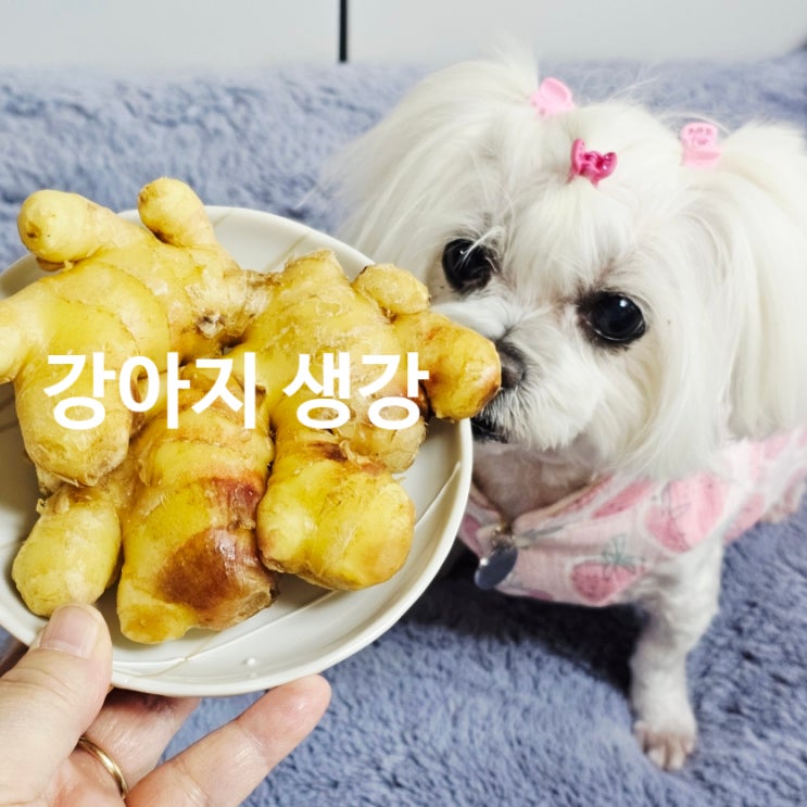  강아지 생강 급여 궁금할 때 꼭 알아야 할 핵심