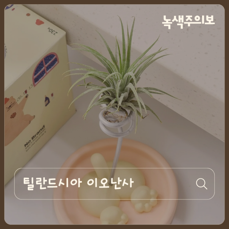  틸란드시아 이오난사 키우기 간단한 식물 인테리어