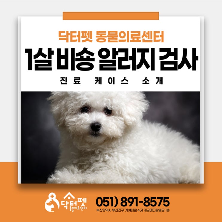  1살 비숑프리제 눈물자국 이것 때문일까 부산 부암 가야 강아지 동물병원 알러지 검사