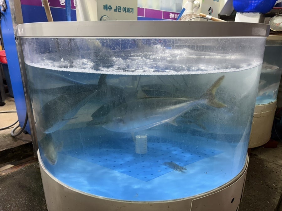 광어 9900원 사진 3