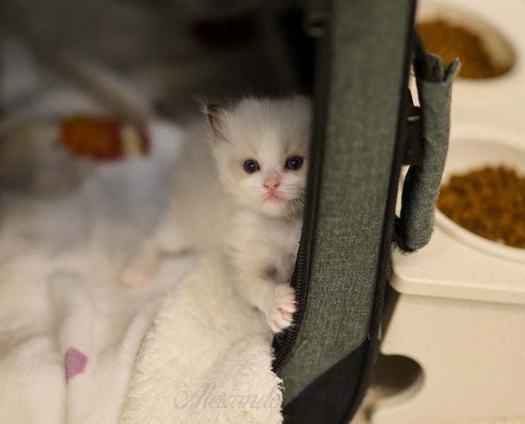  랙돌 아기 고양이 4주차 성장일기 | 성격이 드러나는 시기