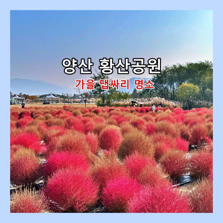  [양산] 가을 댑싸리 명소 '황산공원'