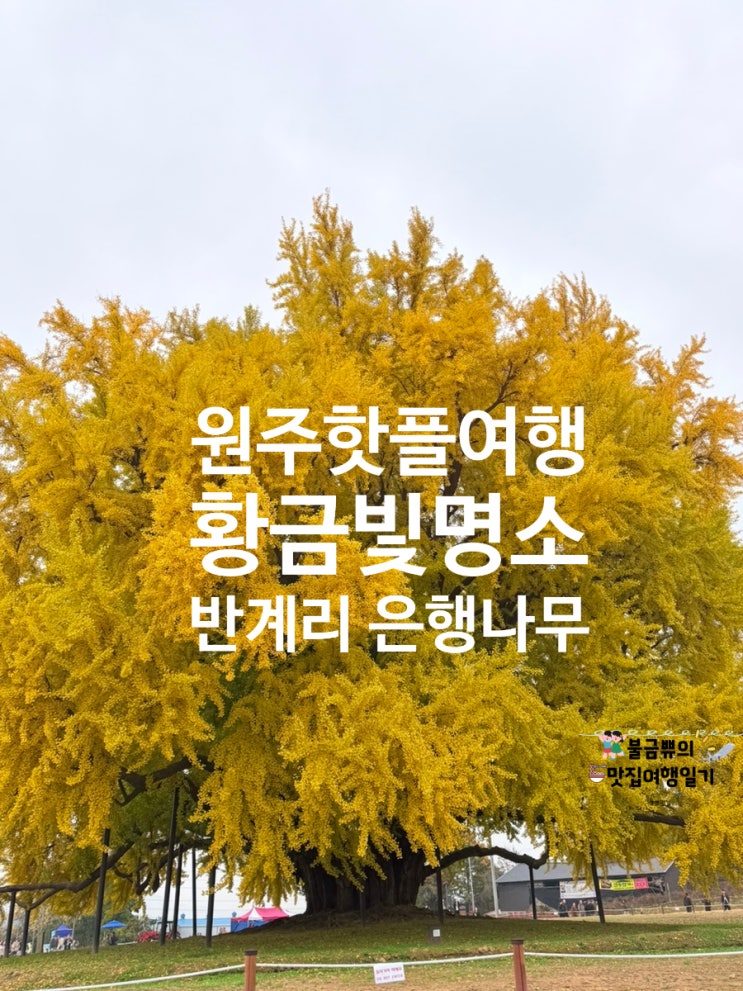  [11월 원주 여행지 추천] 반계리 은행나무 단풍 타이밍 딱 맞췄어요