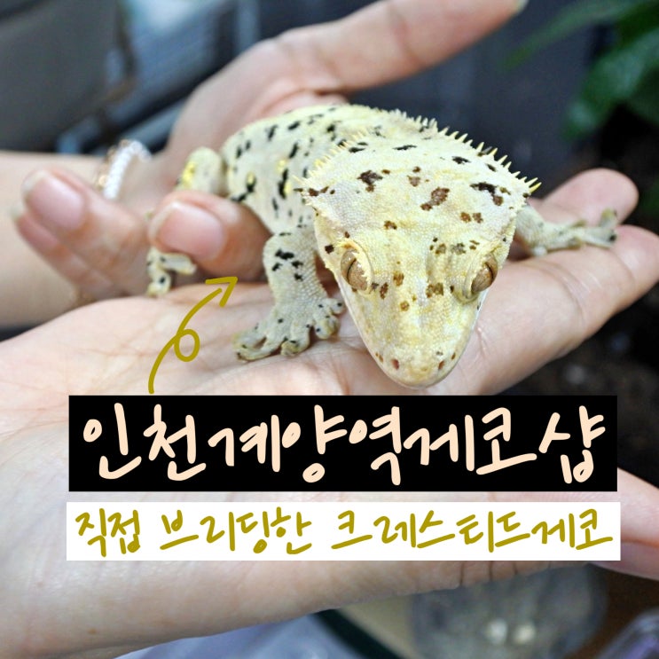  계양역게코샵 크레스티드게코 브리더가 분양하는 위드게코 파충류샵 후기
