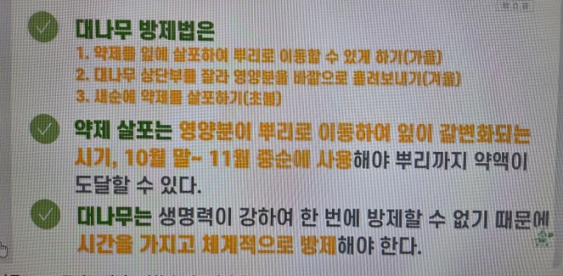 대나무 없애기