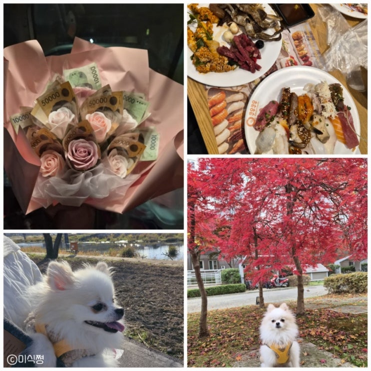 엄마 생신 돈꽃다발 선물과 쿠우쿠우 , 보리와 함께 산책 나들이