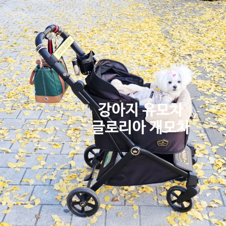  노령견, 관절 약한 아이 필수템! 로얄테일즈 글로리아 강아지 유모차 산책