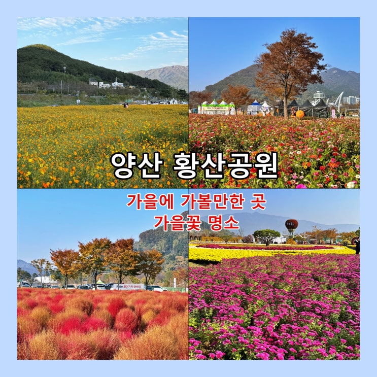  [양산] 가을에 가볼만한 곳, 가을꽃 명소 '황산공원'