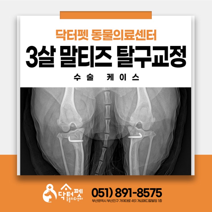  3살 말티즈 양쪽 무릎 다 수술해도 괜찮은가요?부산 강아지 슬개골 교정 동물병원