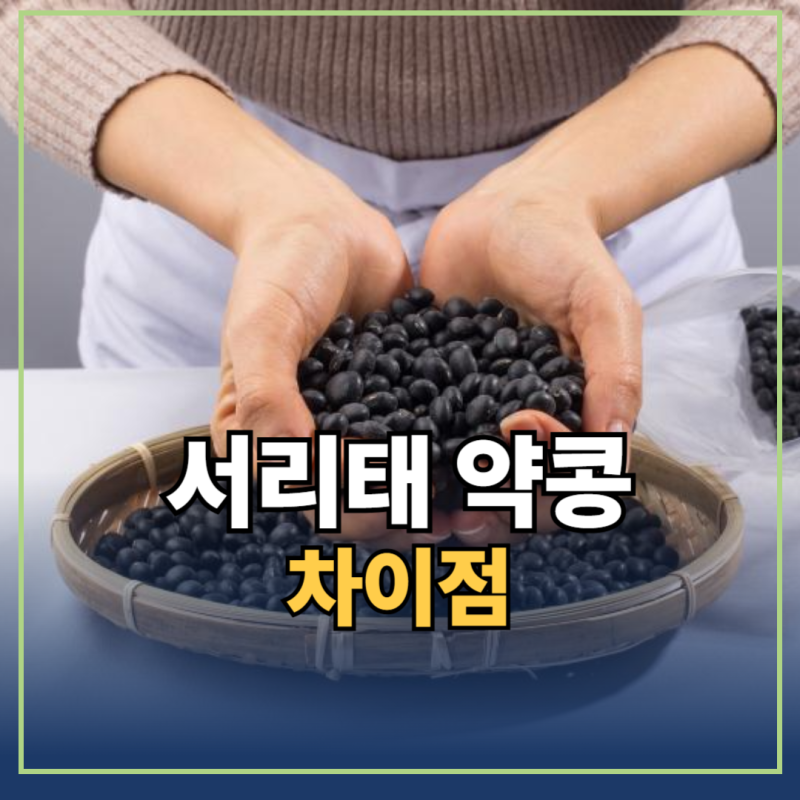 검은콩 서리태 약콩 차이점 알기 쉽게 정리