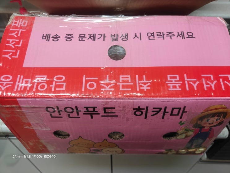  [슈퍼푸드] 멕시코 감자 '히카마(얌빈)' 내돈내산 후기
