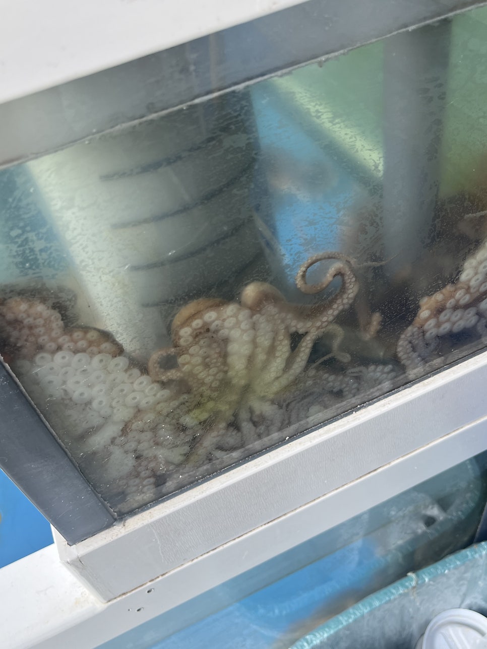 백년낙지마당 사진 4