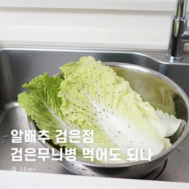  알배추 검은점 곰팡이? 배추 검은무늬병 반점 먹어도 되나