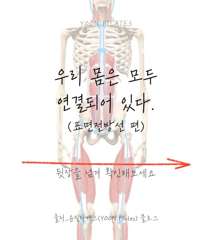  [춘천 우두동 필라테스]근막경선해부학 표면전방선 - 구부정한 자세로 인한 질환들)