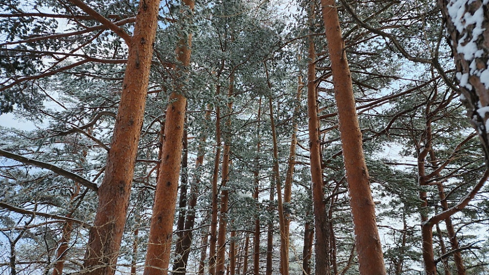 매봉산 사진 5