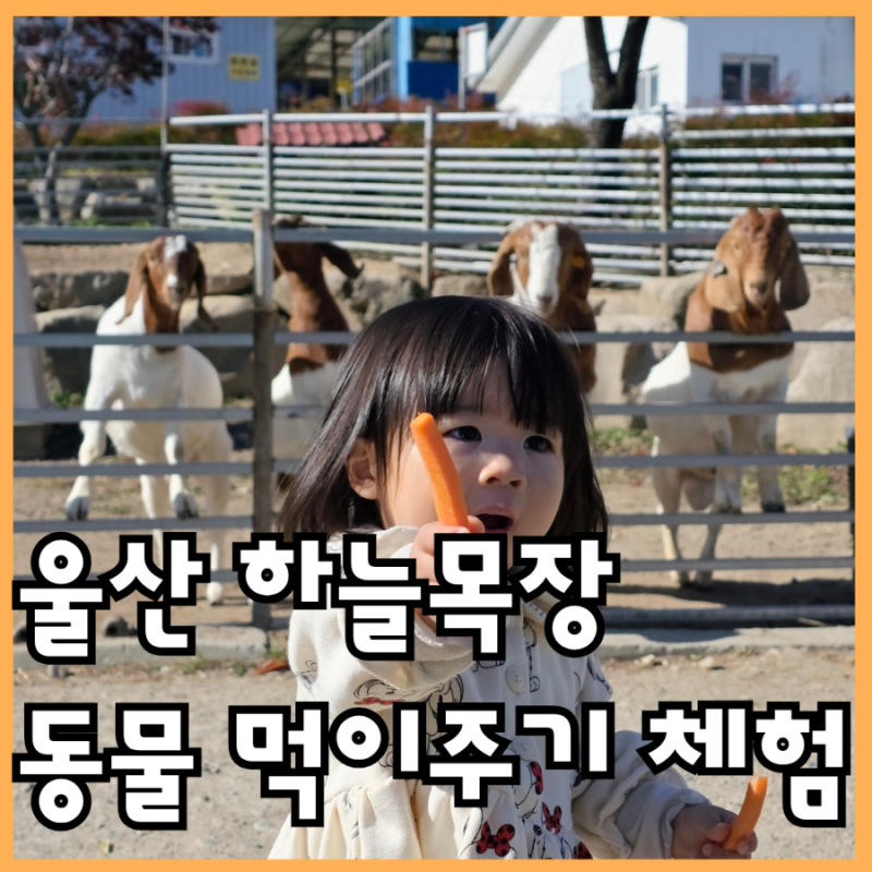 울산 하늘목장, 아기랑 더 추워지기 전에 가보자