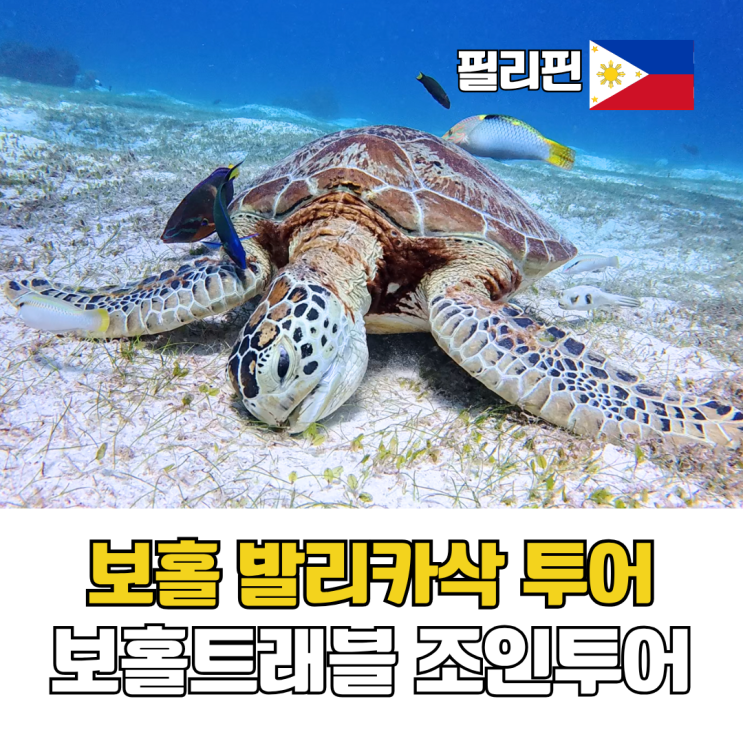  보홀 발리카삭 투어 조인 vs 단독, 보홀트래블 현지투어 비용 장단점 후기