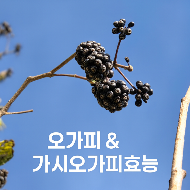 오가피나무 가시오가피나무 키우기부터 열매 나물순 먹는법 효능 TOP7 총정리