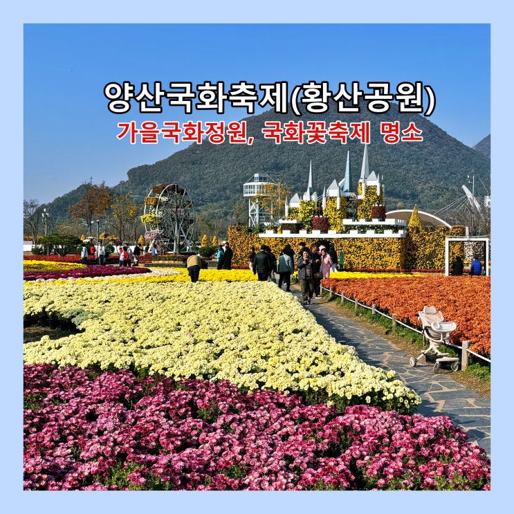  [양산] 가을국화정원, 국화꽃축제 명소, 황산공원 '양산국화축제'