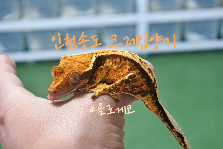  인천 파충류샵 송도역 욜로게코에서 입양받은 트익할 크레키우기